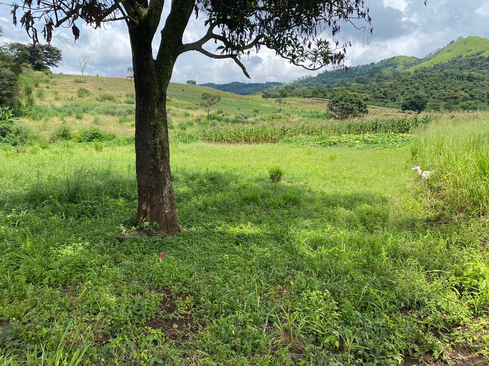 lote naranjo 780 m #3-46f9447f