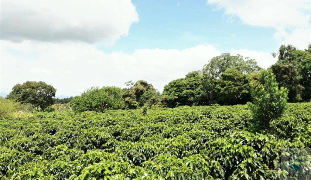 Venta-Fincas-en-Getsemani-Heredia-1