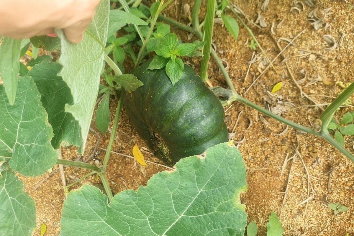 DJI_20230831_094408_111