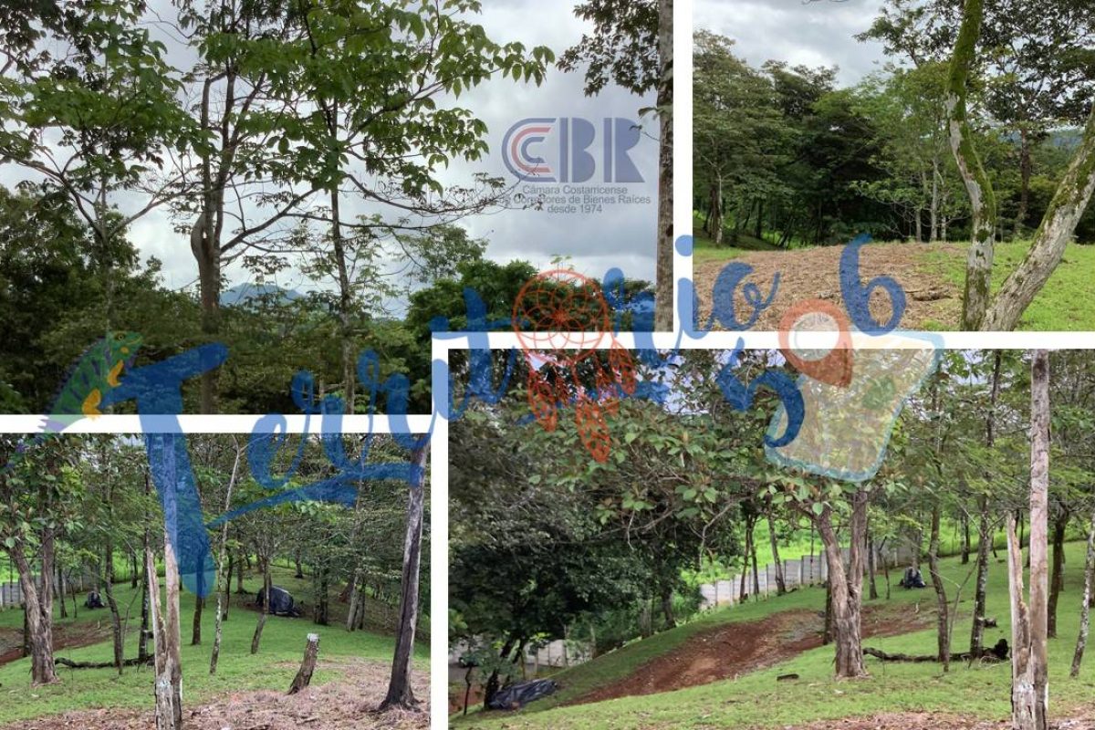 Diapositiva6-726ee973