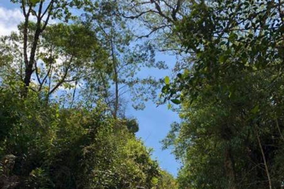 Foto finca El Guarco 3
