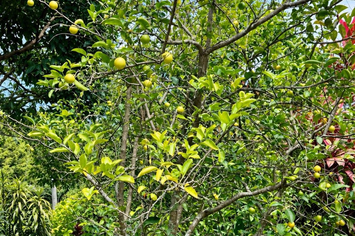 Limon-fresco