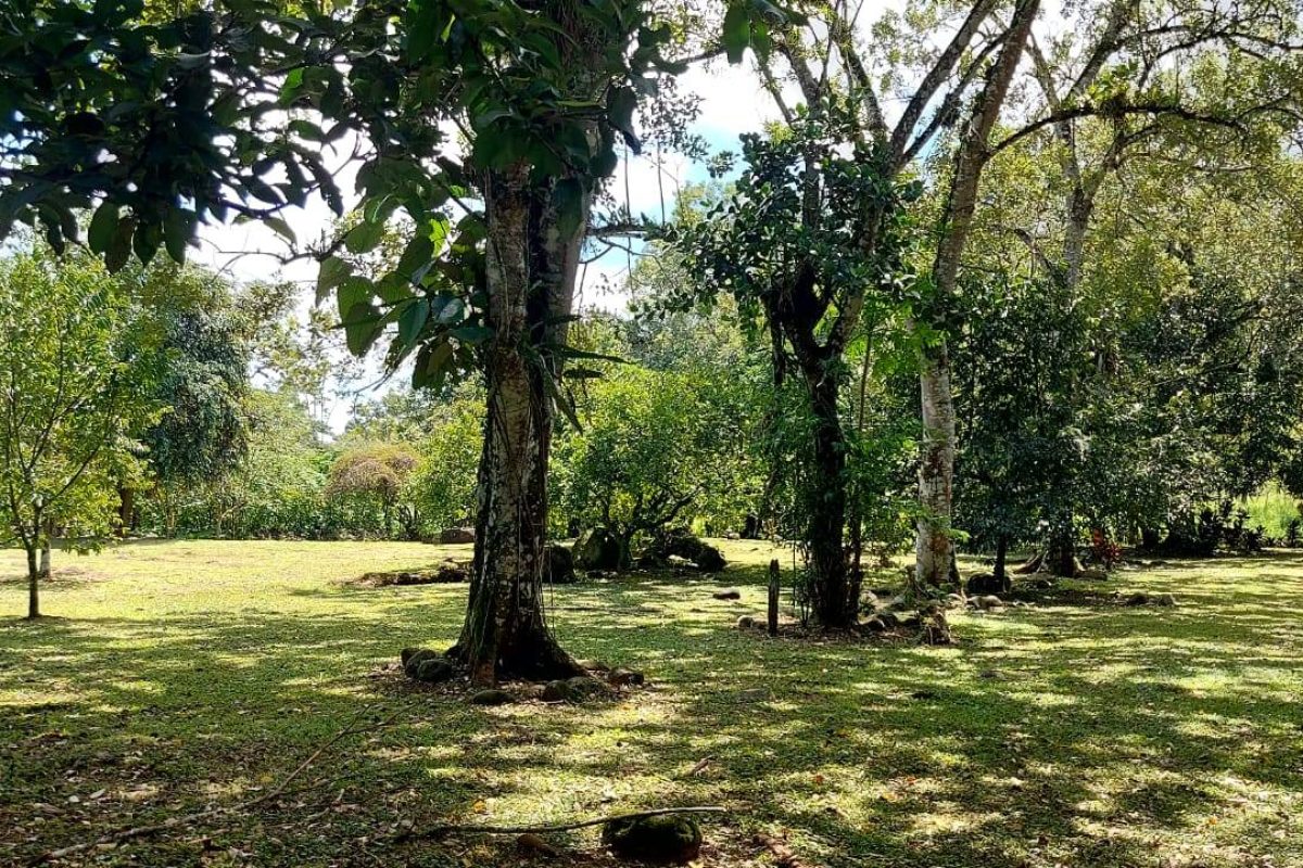 Real  Estate Alexander Platanar San Carlos (5)