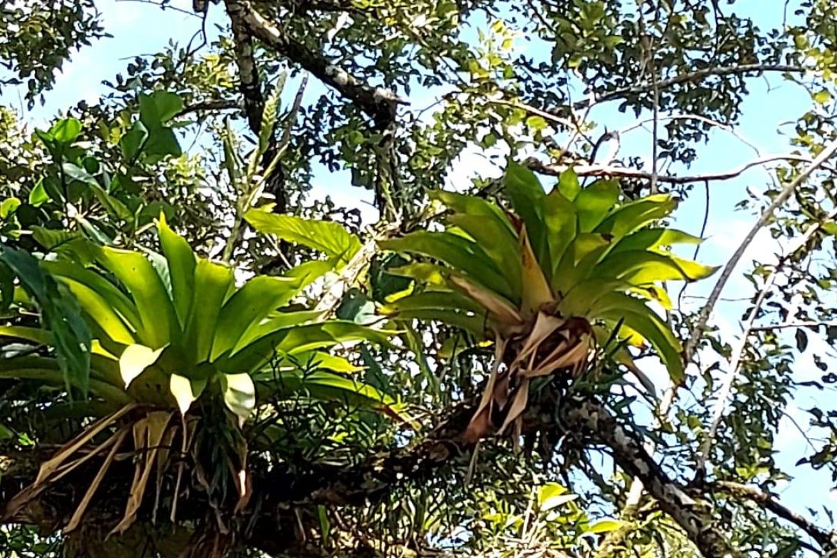 Real  Estate Alexander Platanar San Carlos (9)