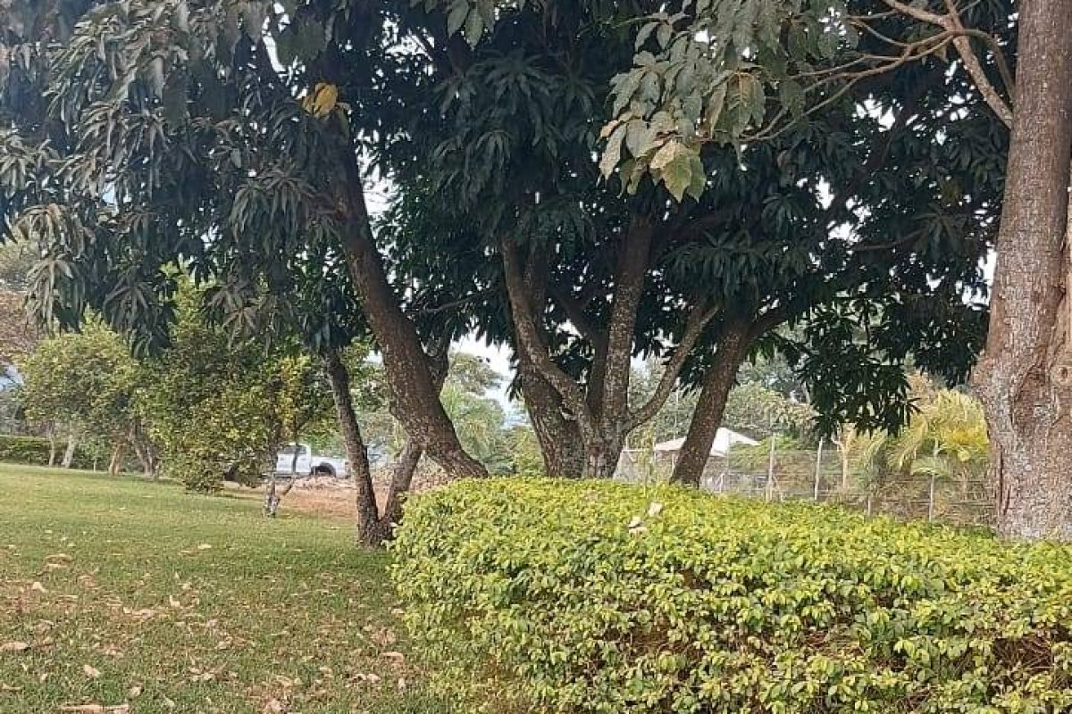 Real Estate Leonel Puente Piedra Grecia (4)