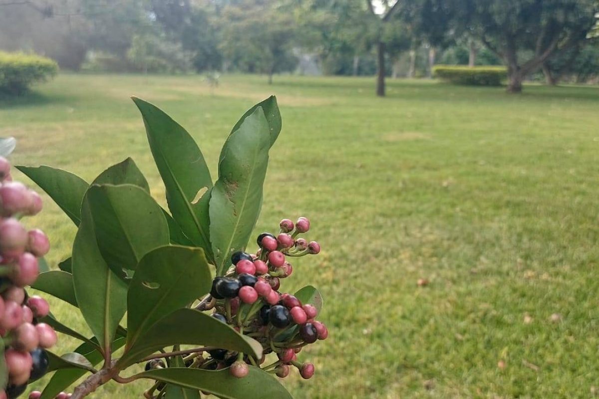 Real Estate Leonel Puente Piedra Grecia (8)