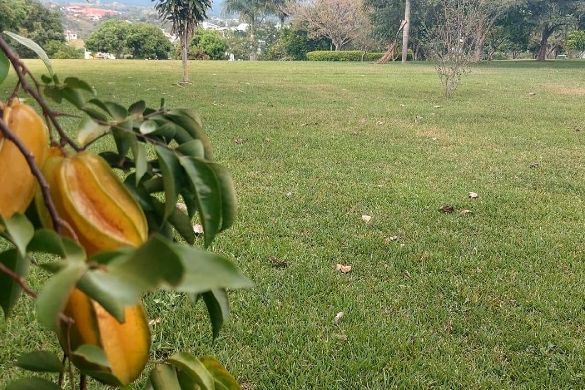 Real Estate Leonel Puente Piedra Grecia (9)