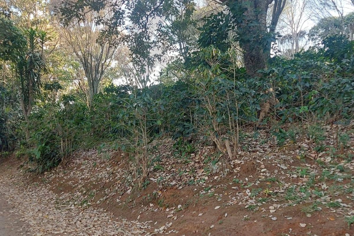 Real Estate Lote Greivin El Rosario Naranjo (11)