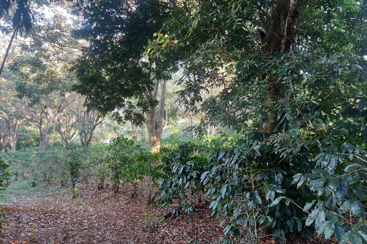 Real Estate Lote Greivin El Rosario Naranjo (12)