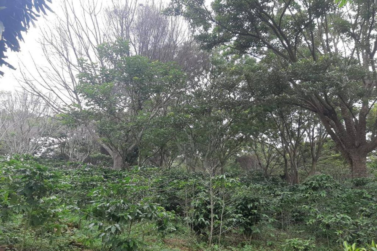 Real Estate Lote Greivin El Rosario Naranjo (5)