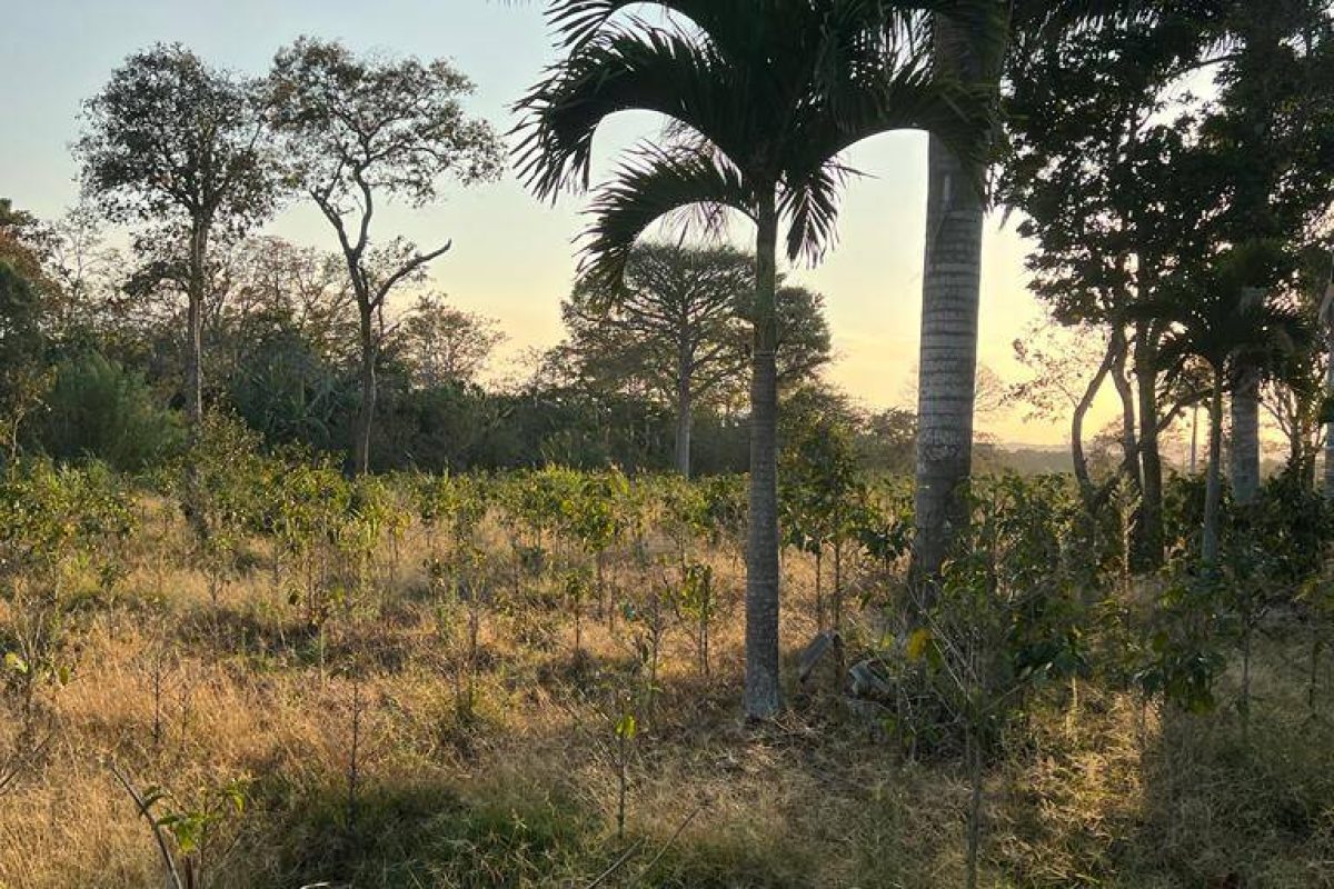 RealEstate_FlatLandNaranjo_10