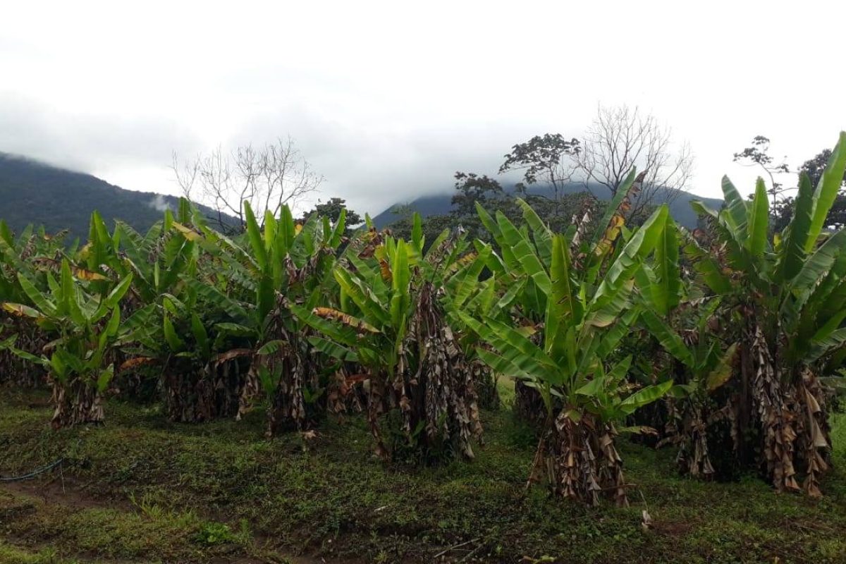 RealEstate_LandOfOpportunitiesLaFortuna_3