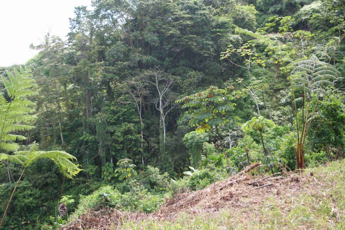 RealEstate_TierrasMorenasLot_17_17_11zon