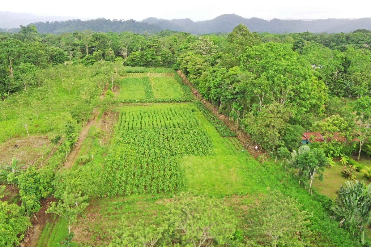 Real_Estate-Finca-1HA-Enivin-La-Tigra-2_2_11zon