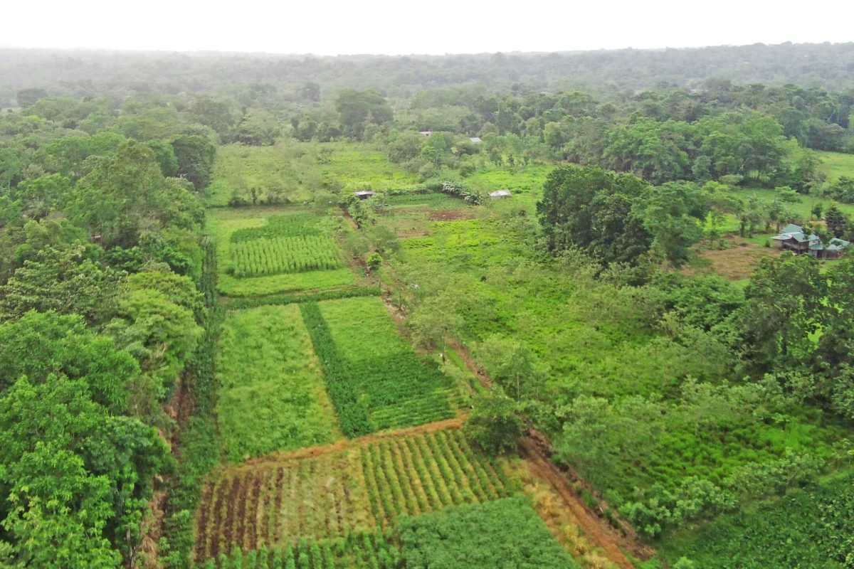 Real_Estate-Finca-1HA-Enivin-La-Tigra-5_5_11zon