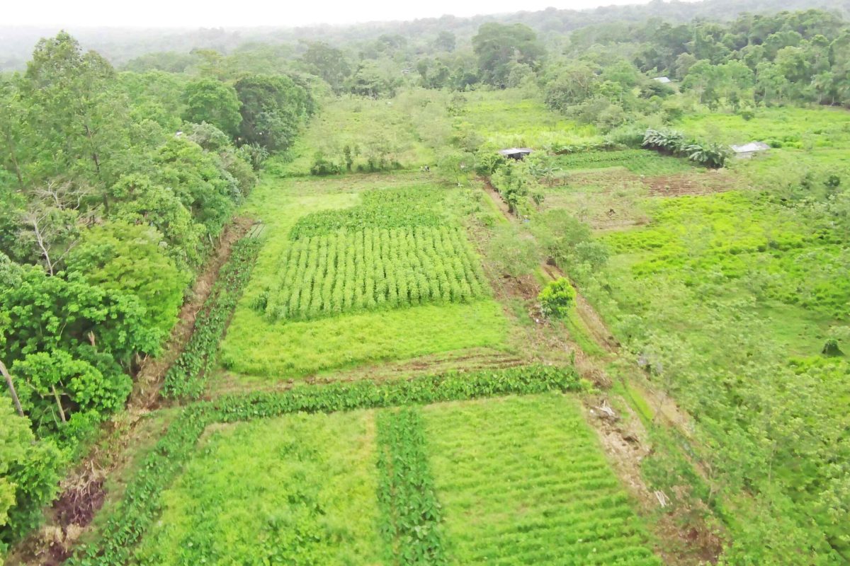 Real_Estate-Finca-1HA-Enivin-La-Tigra-6_6_11zon
