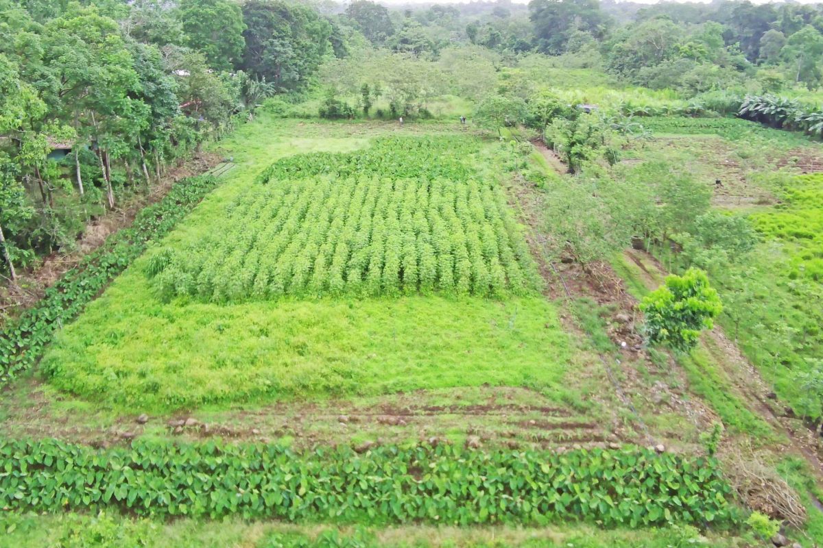 Real_Estate-Finca-1HA-Enivin-La-Tigra-7_7_11zon