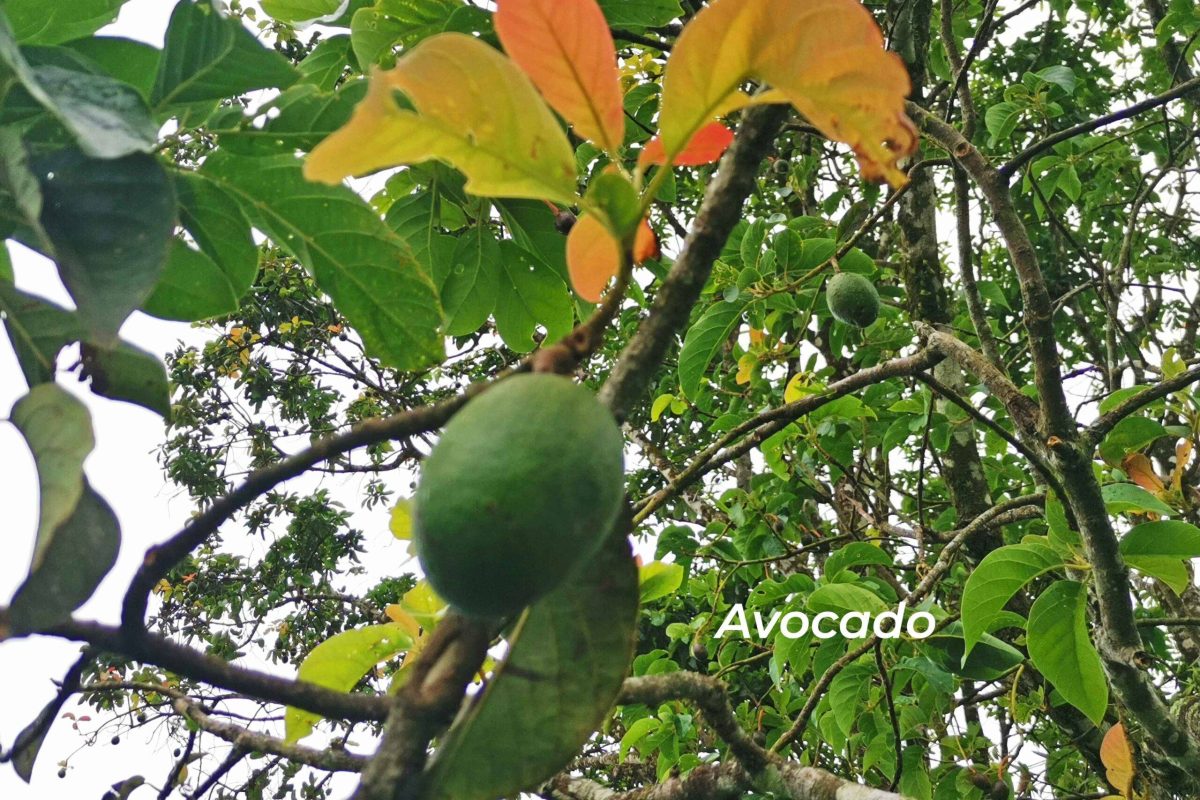 Real_Estate Propiedad La Vega (10)_6_11zon