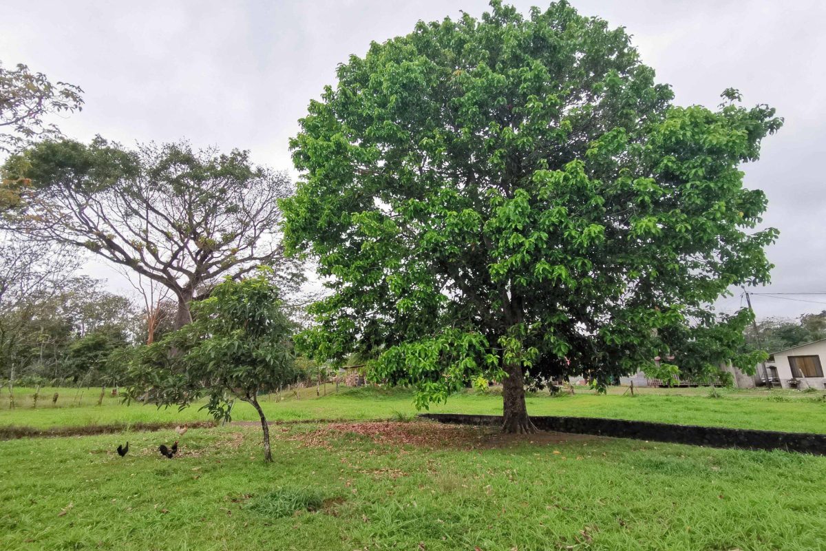 Real_Estate Propiedad La Vega (7)_3_11zon