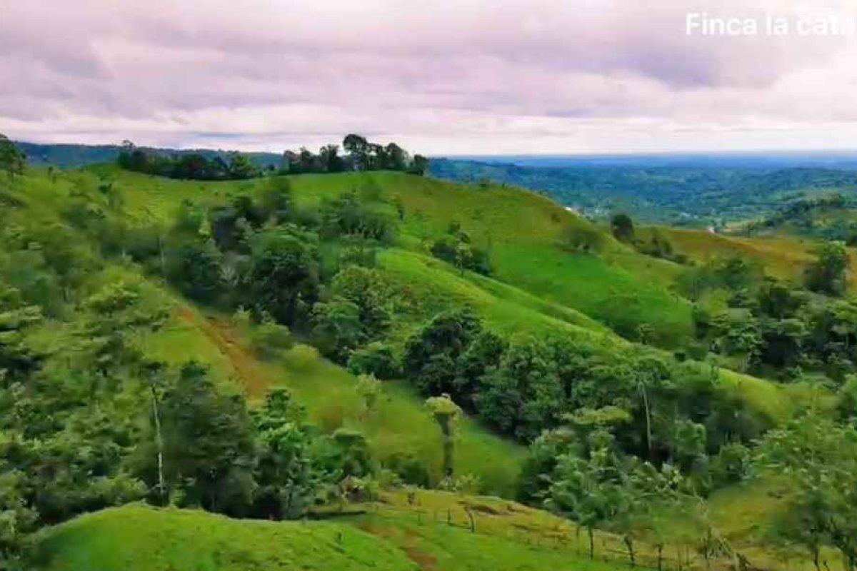Real_Estate_Finca_Rony_San_Gregado (3)_3_11zon