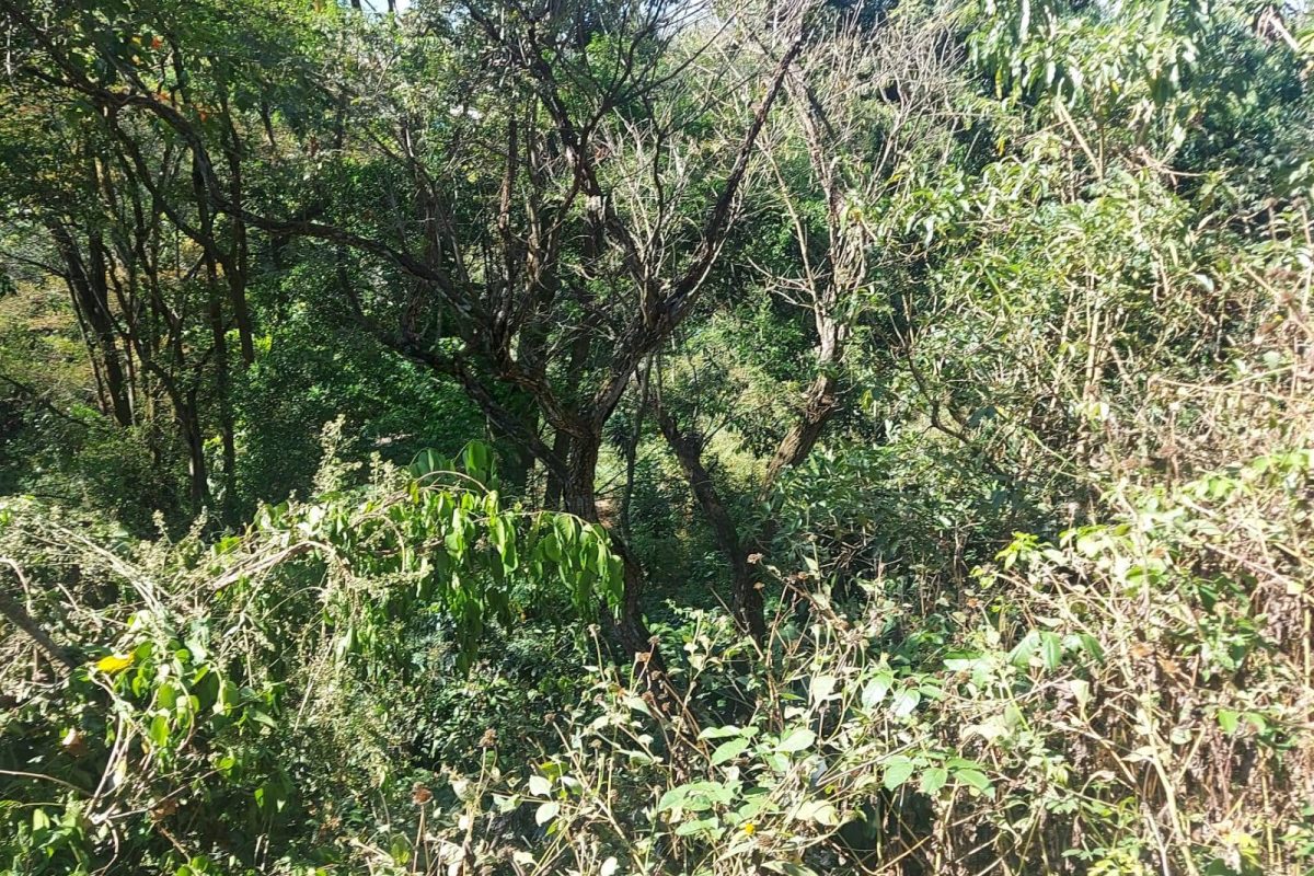 RealesState_GreciaLandRadial_4