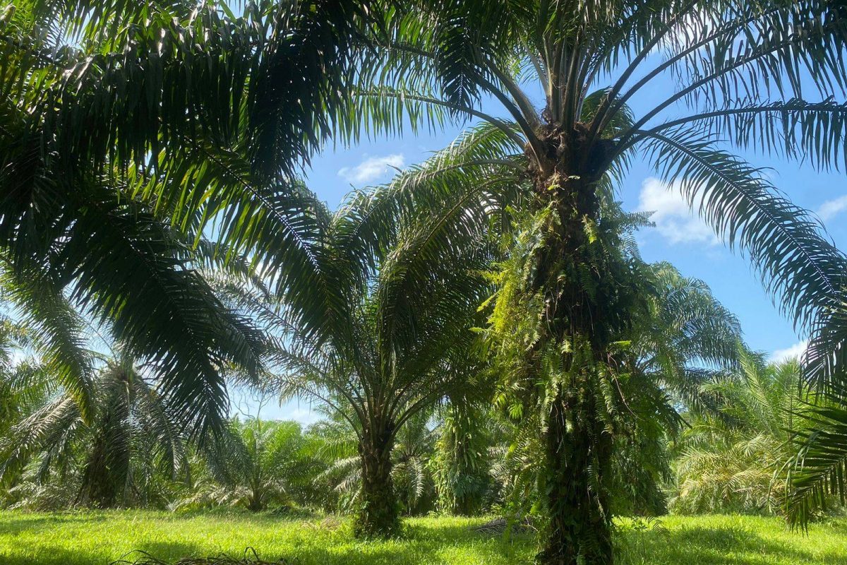 WhatsApp Image 2024-01-29 at 17.46.43