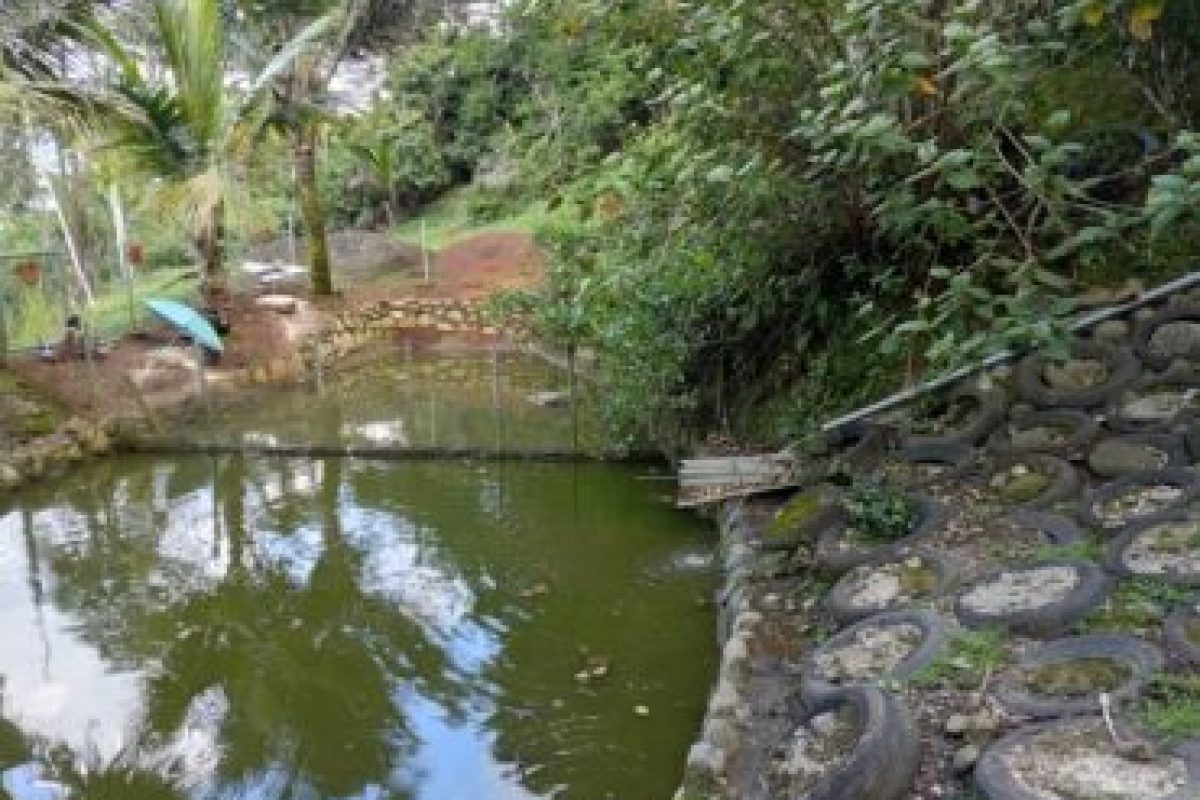 estanque-de-peces