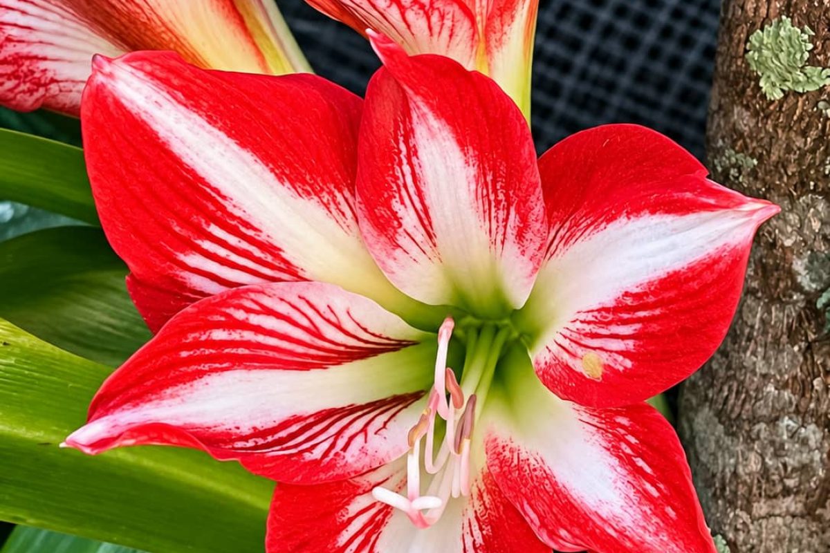 flores-2
