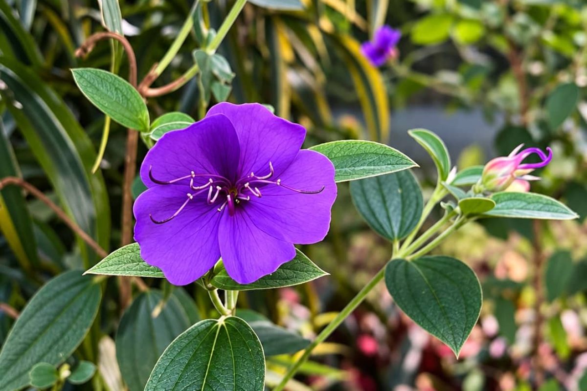 flores