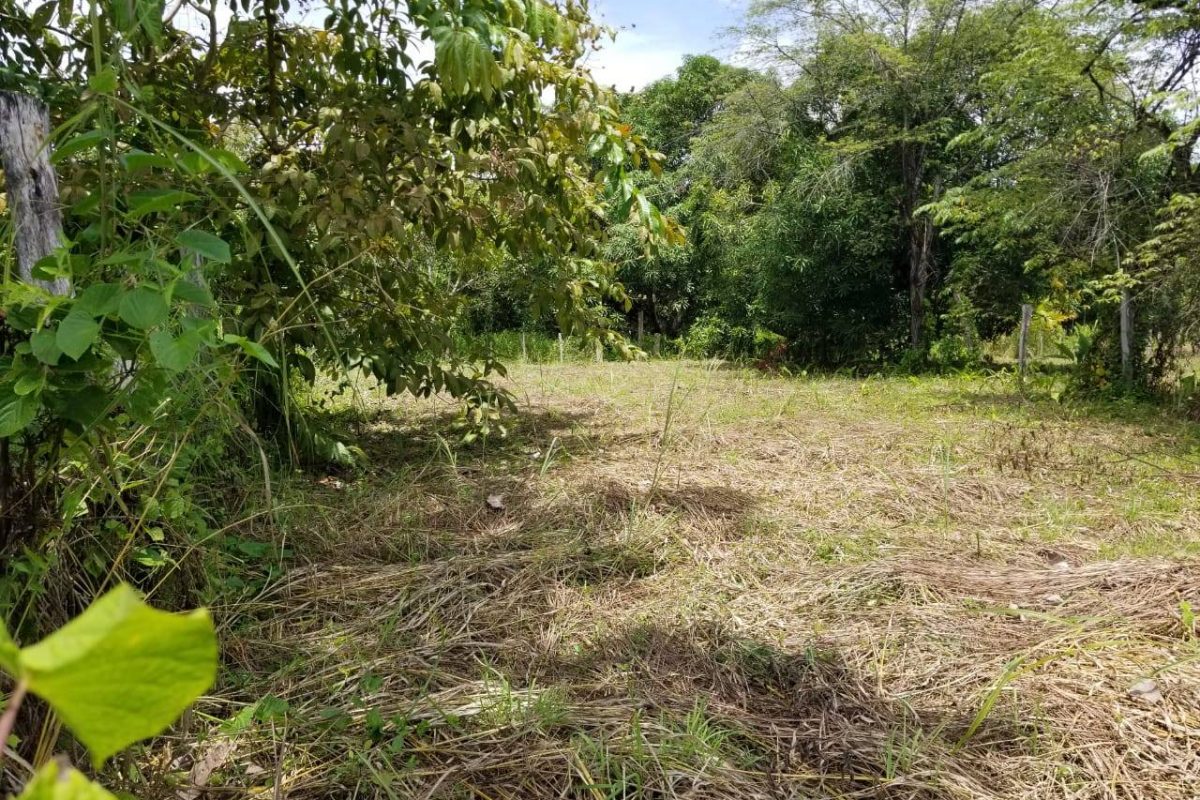 lote Paquera desarrollo