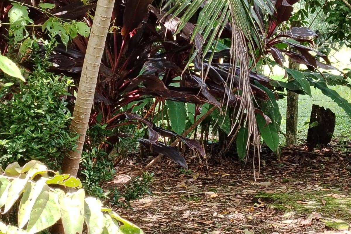 propiedad en orotina- se vende en orotina (11)