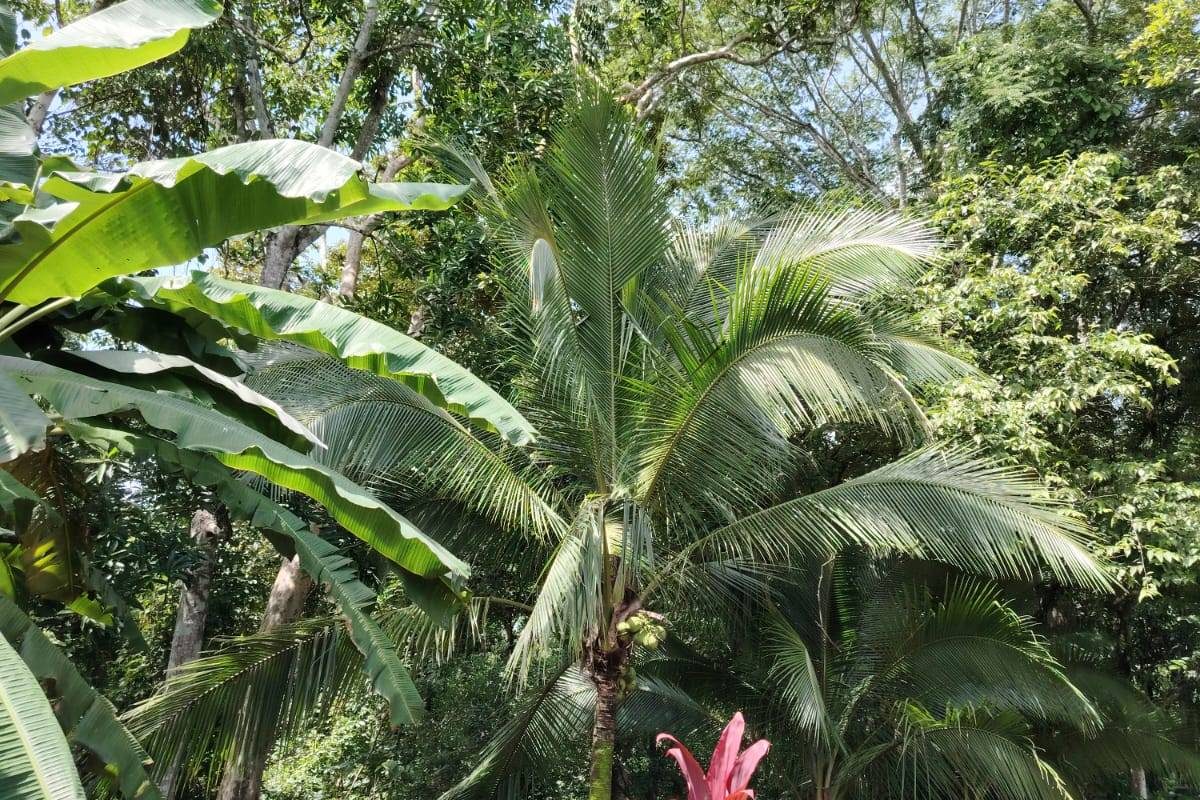 propiedad en orotina- se vende en orotina (14)