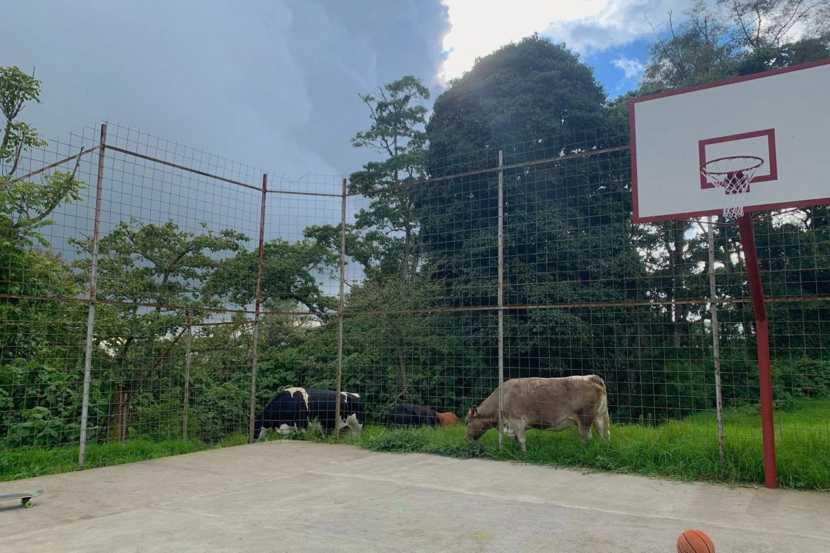 vacas y basket