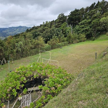 Cartago 1
